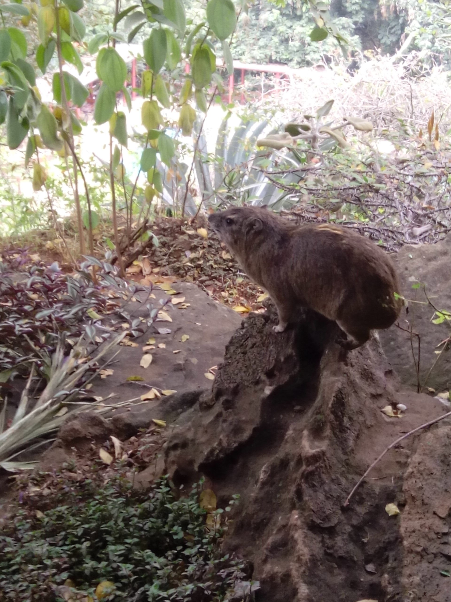 Image of Bush Hyrax