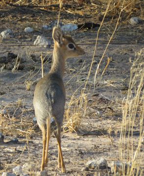 Image of Damara Dikdik