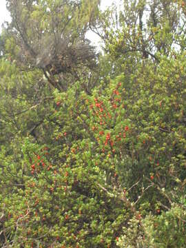 Image of alpine mirrorplant