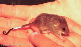 Image of Chestnut African Climbing Mouse