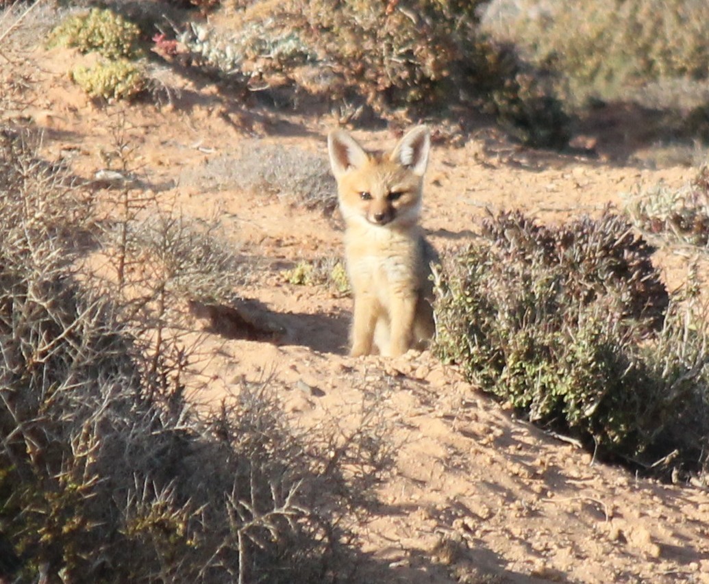 Слика од Vulpes chama (A. Smith 1833)