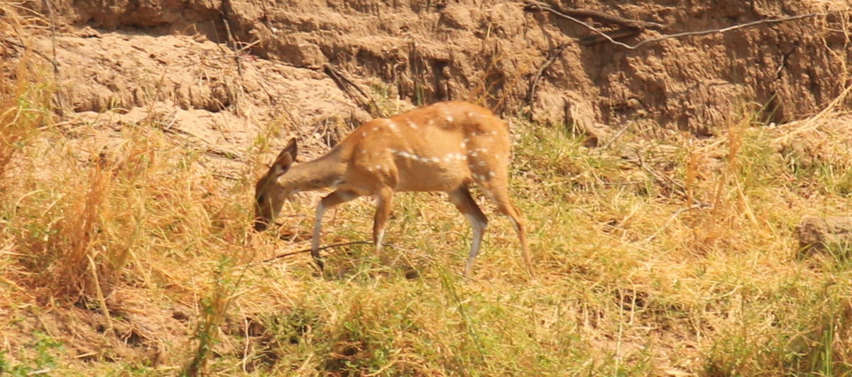 Image of Bushbuck