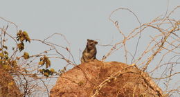 Image of Bush Hyrax