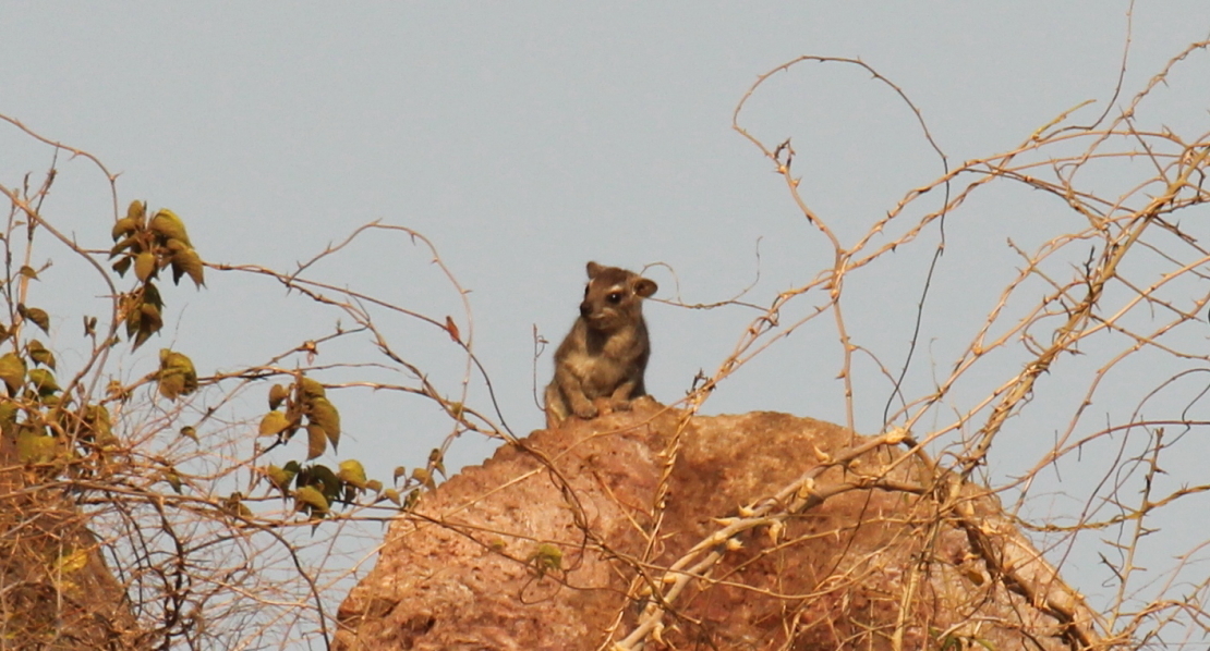 Image of Bush Hyrax