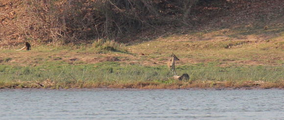 Image of Bushbuck