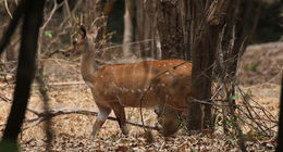 Image of Bushbuck