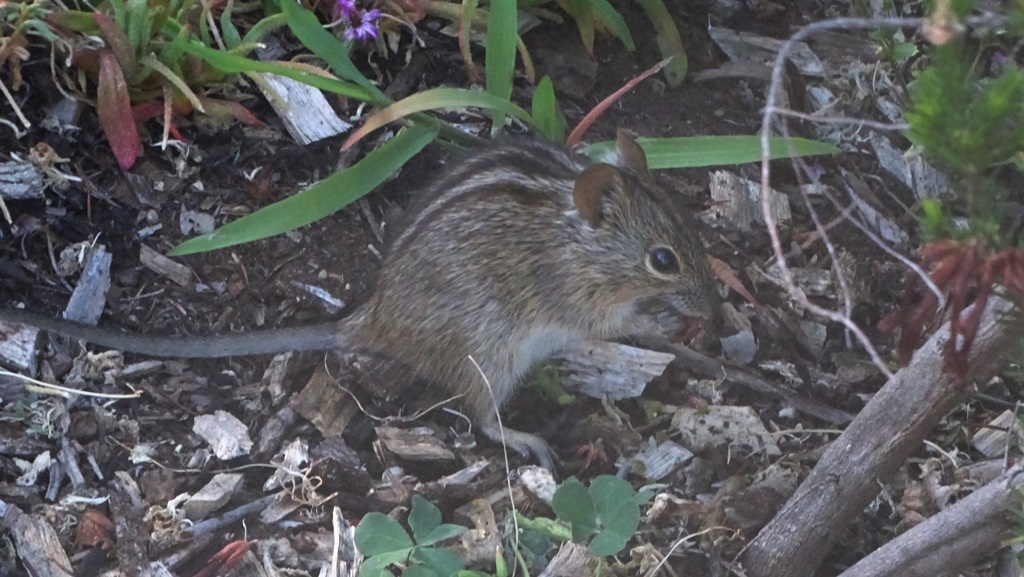 Image de Rhabdomys Thomas 1916