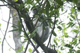 Image of Vervet Monkey