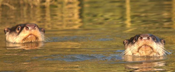 Image of African Clawless Otter