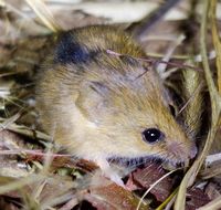 Image of Chestnut African Climbing Mouse