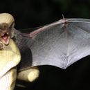 Image of Rusty Pipistrelle -- Rusty Bat