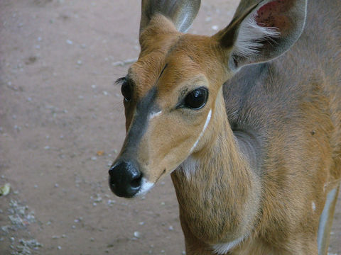 Image of Bushbuck