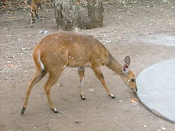 Image of Bushbuck