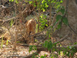 Image of Bushbuck