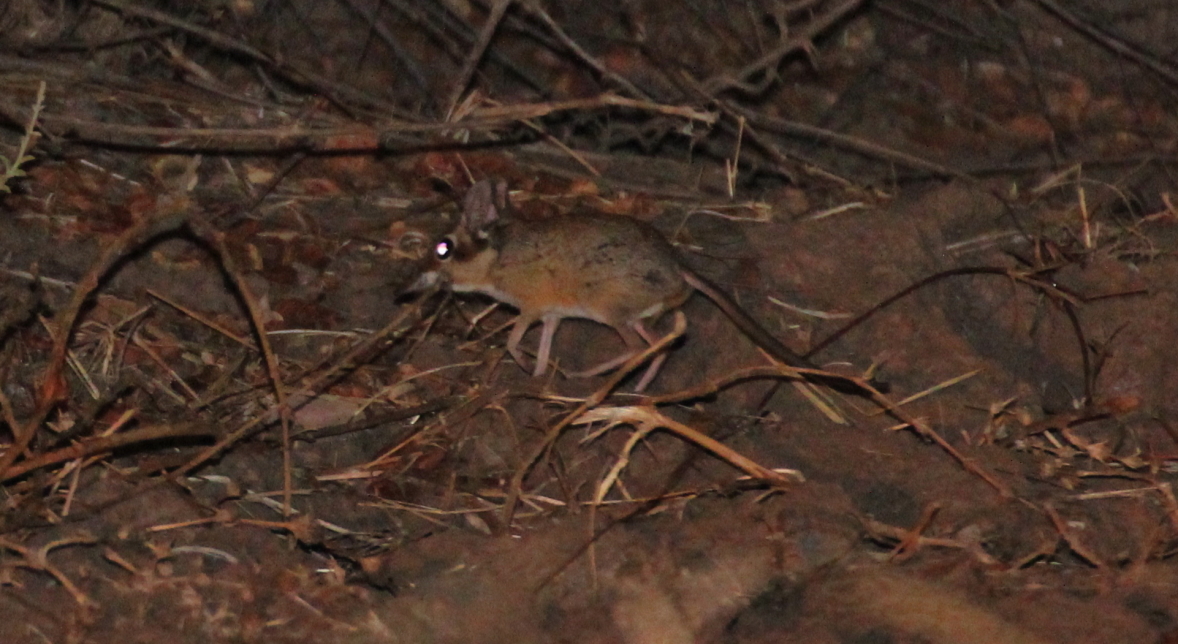 Image of Four-toed Elephant Shrew