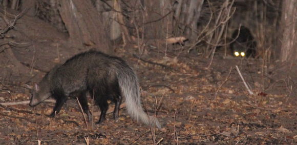 Image of White-tailed Mongoose