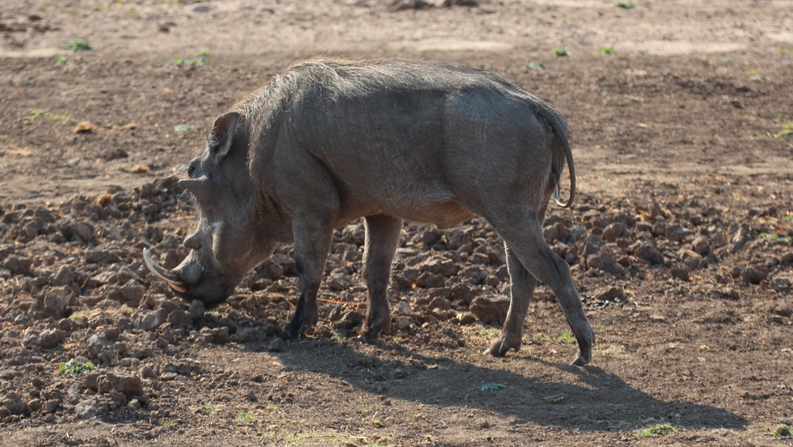 Image of Common Warthog