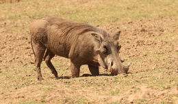 Image of Common Warthog