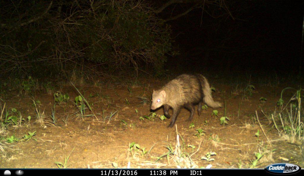 Image of White-tailed Mongoose