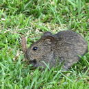 Image of Angoni Vlei Rat -- Angoni Vlei Rat