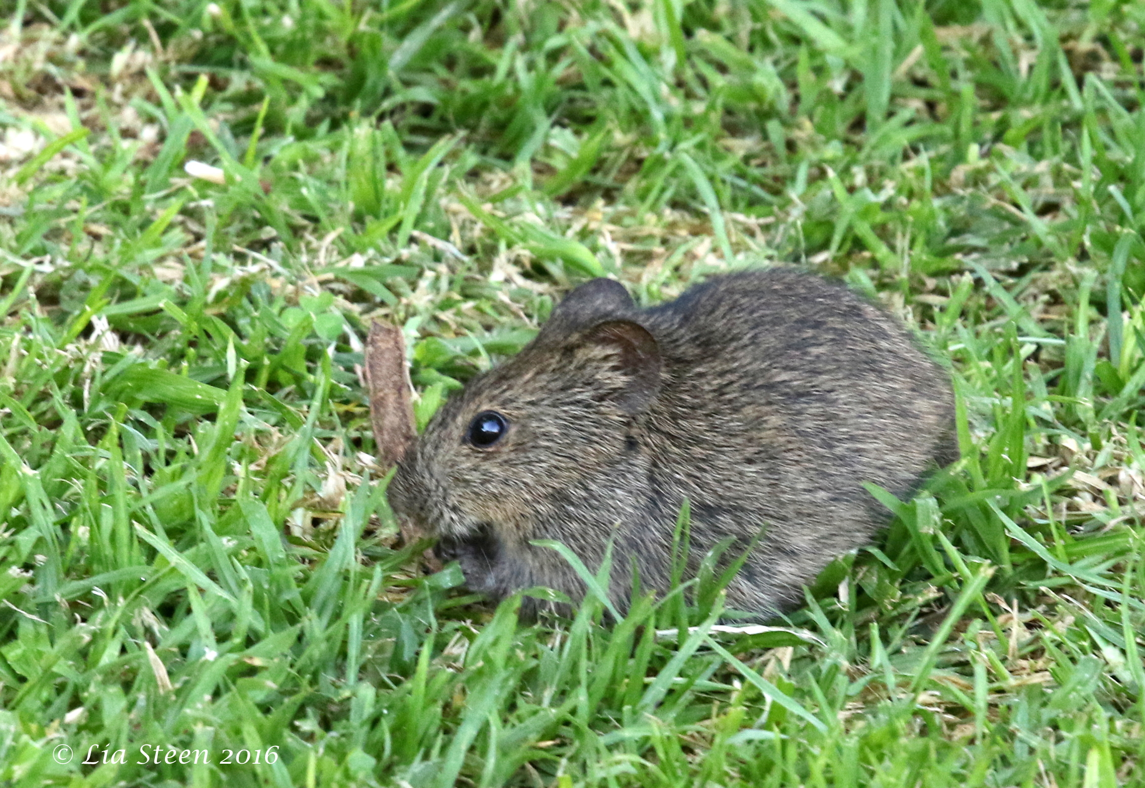 Image of Angoni Vlei Rat -- Angoni Vlei Rat