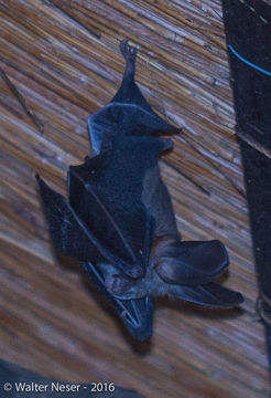 Image of Large-eared Slit-faced Bat