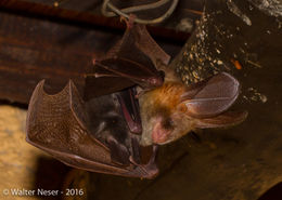 Image of Large-eared Slit-faced Bat