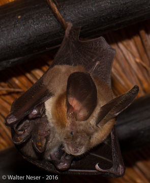 Image of Large-eared Slit-faced Bat