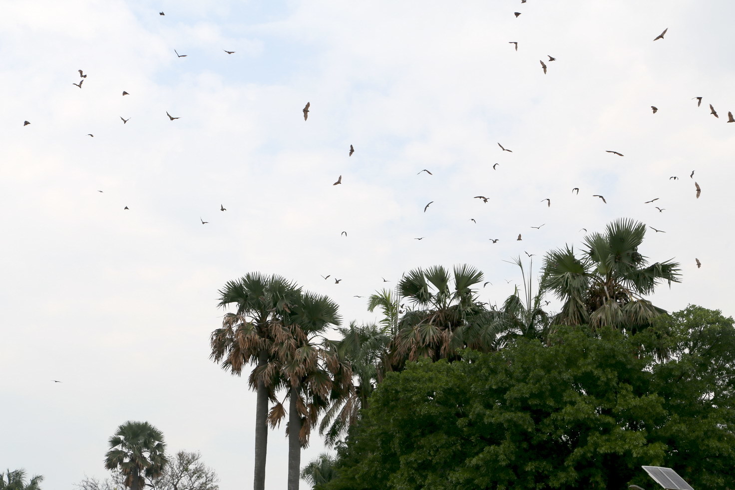 Image of African Straw-colored Fruit Bat