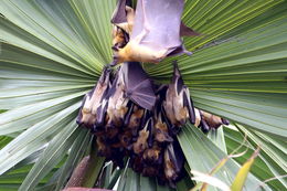 Image of African Straw-colored Fruit Bat