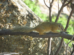 Paraxerus cepapi (A. Smith 1836)的圖片