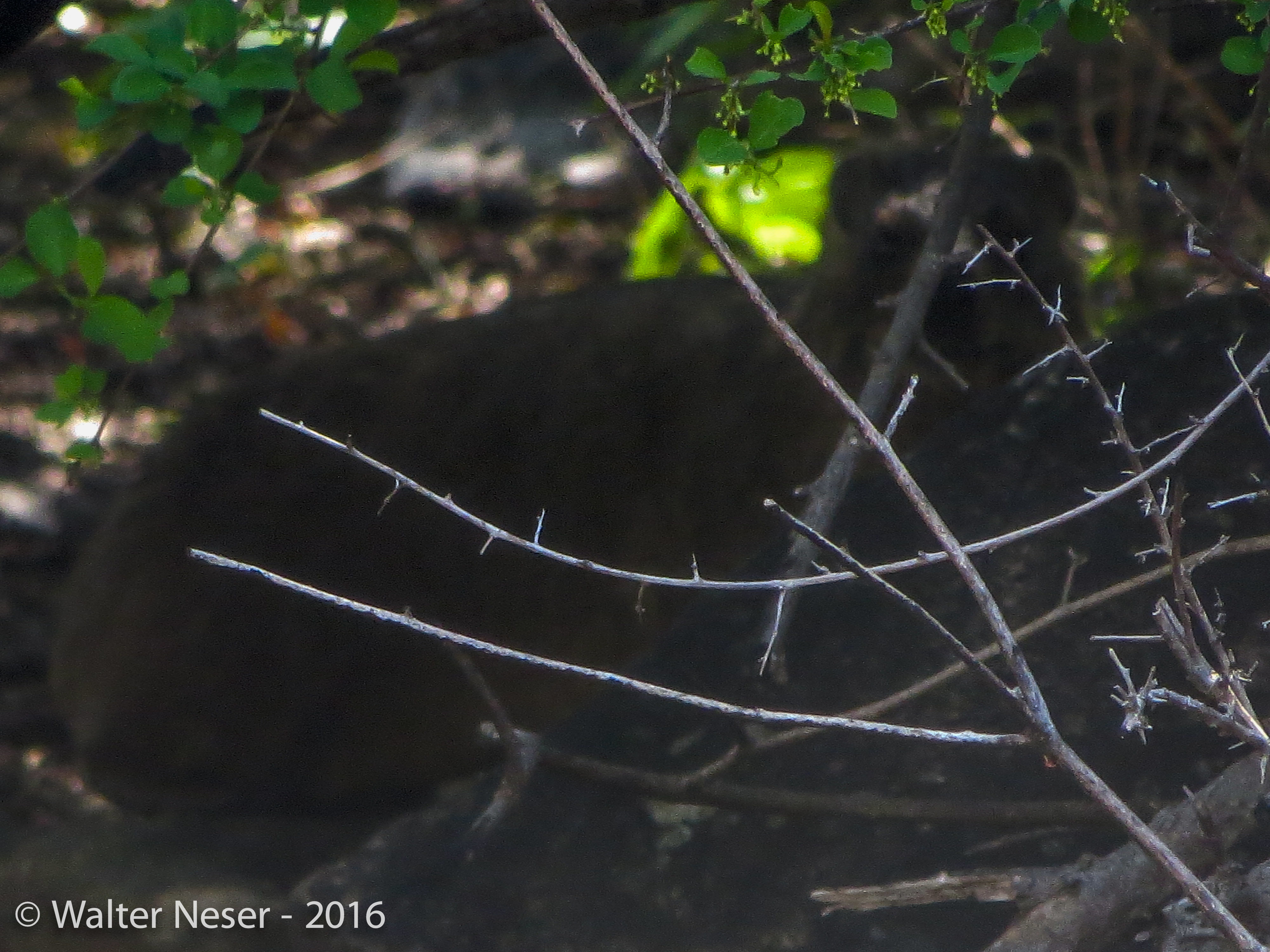 Image of Rock Hyrax