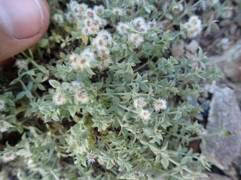 Image of alpine bedstraw