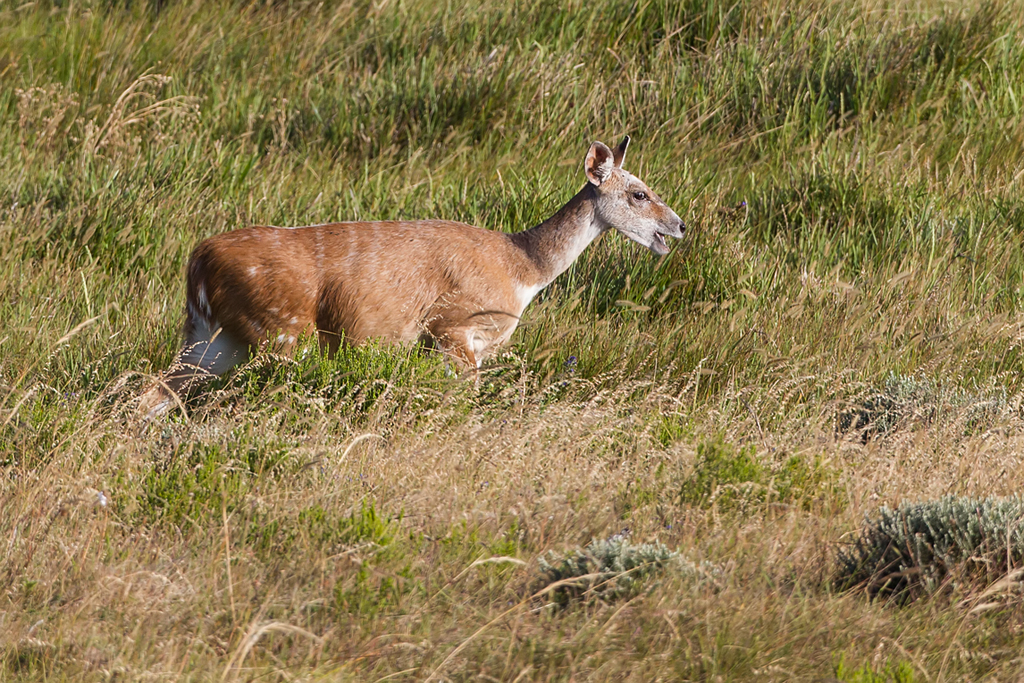 Image of Bushbuck