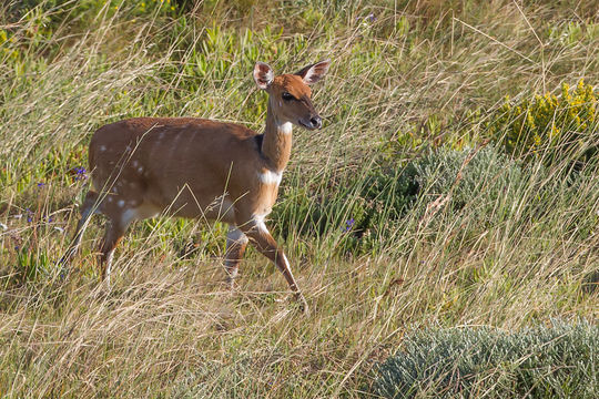 Image of Bushbuck