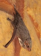 Image of Mauritian Tomb Bat