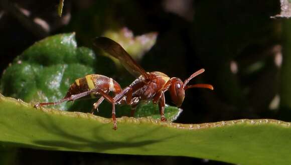 Слика од Polistes badius Gerst. 1873