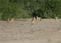 Image of Patas Monkey