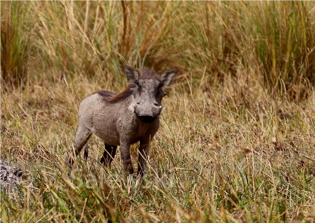 Image of Common Warthog