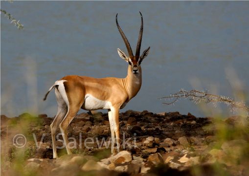 Image of Grant's Gazelle