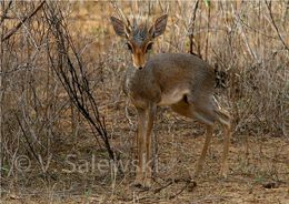 Image of Guenther's Dik-dik