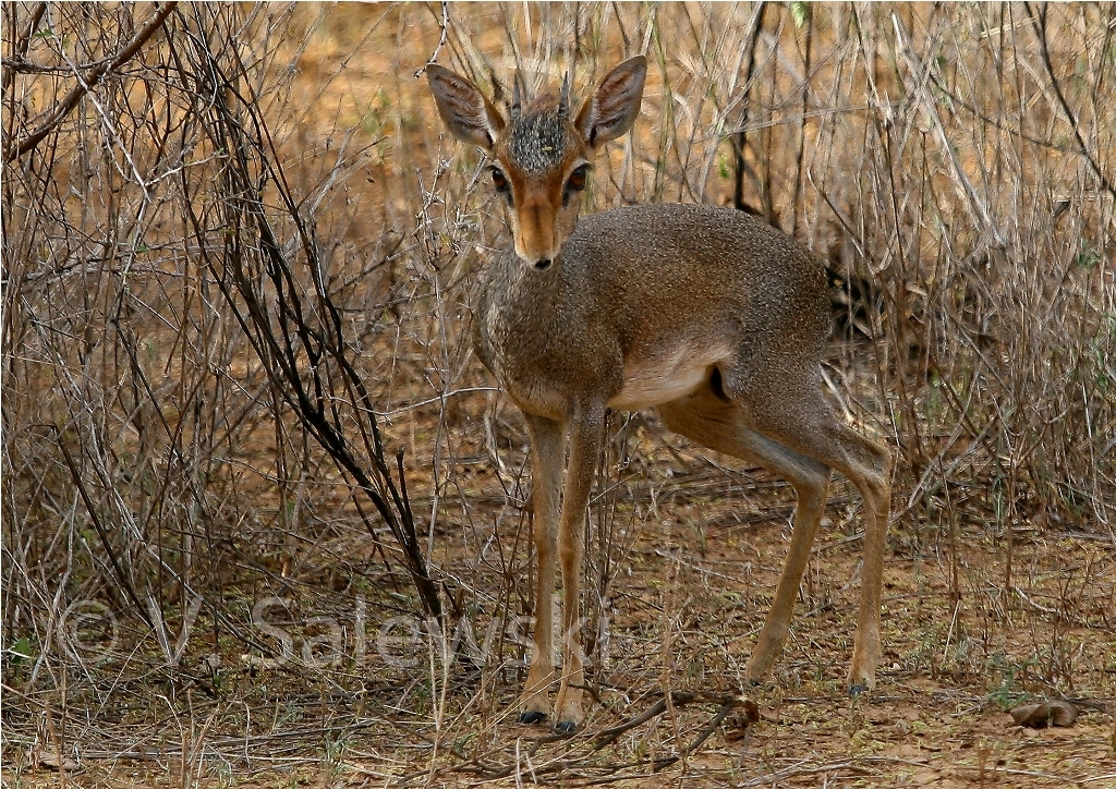 Image of Guenther's Dik-dik