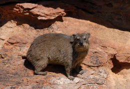 Image of Rock Hyrax