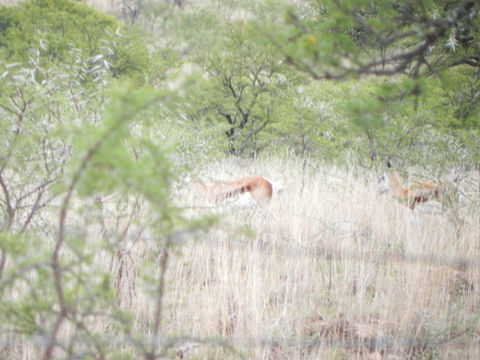 Image of Springbok