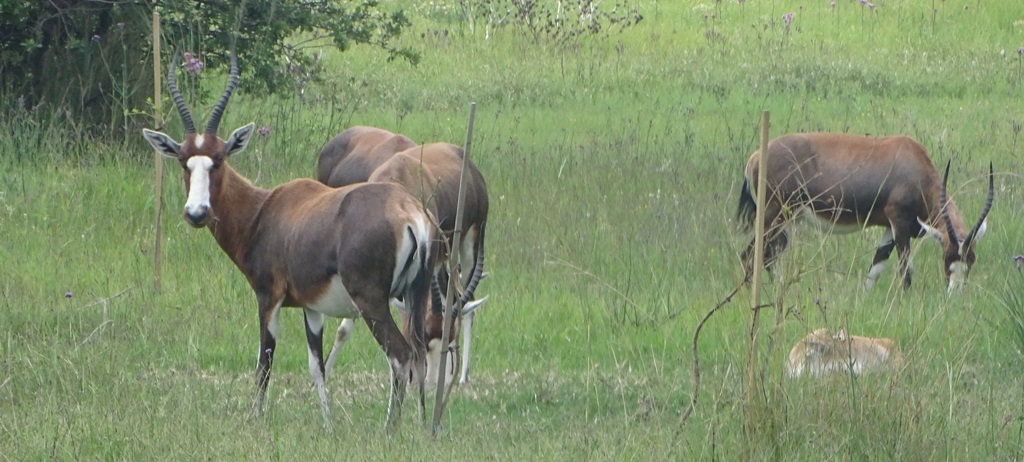 Image of Blesbok