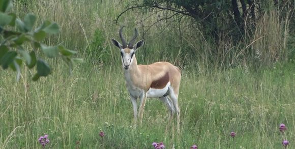 Image of Springbok