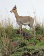 Image of Mountain Reedbuck