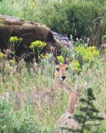 Image of Mountain Reedbuck