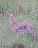 Image of Mountain Reedbuck