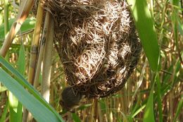 Image of Brants's African Climbing Mouse -- Brant's Climbing Mouse